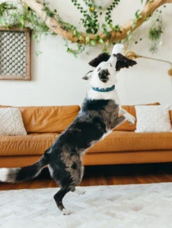 Eagle Dog Toy -Home Goods Store D6084E1A A178 49A7 8040 D1670C8EDFFA