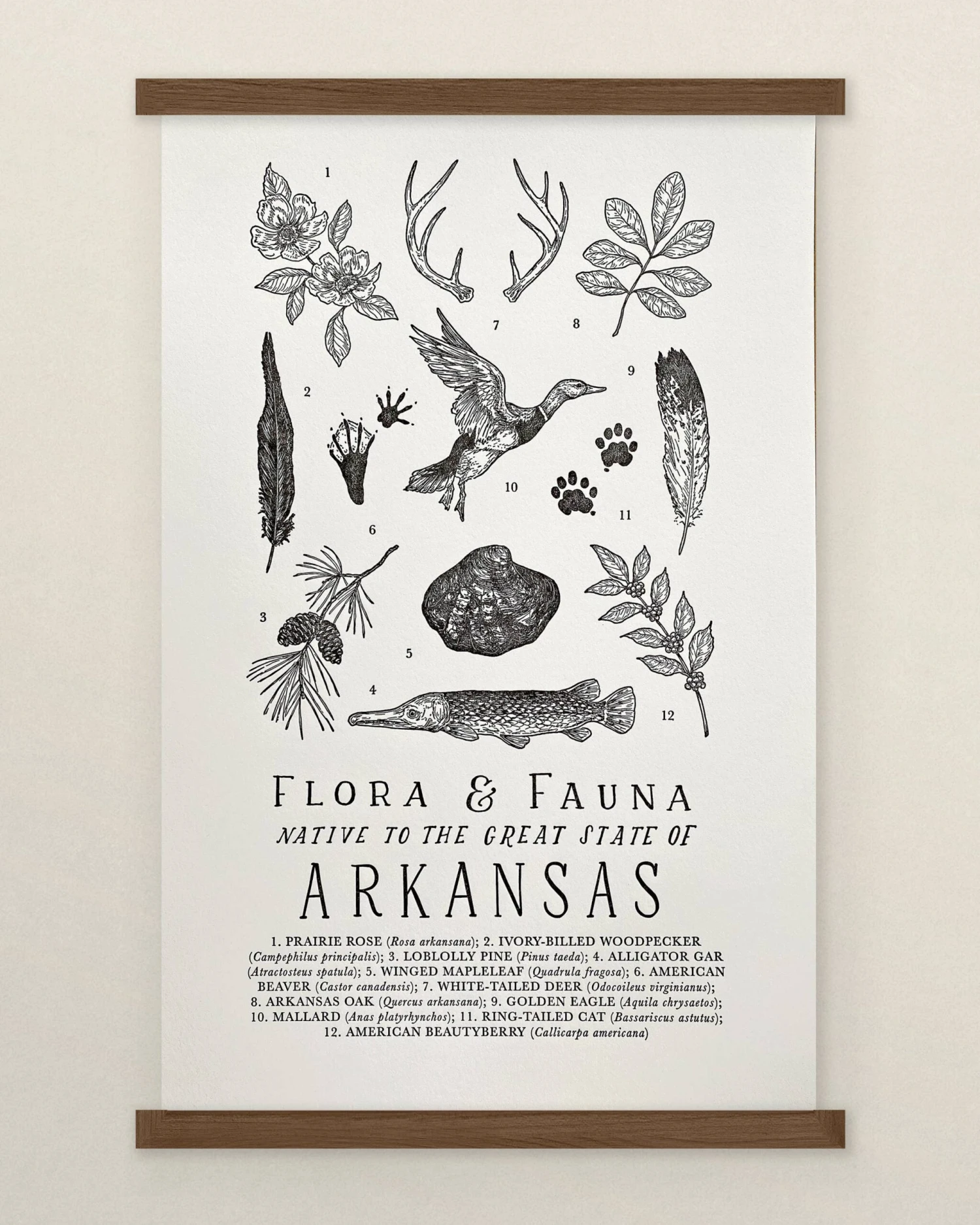 Arkansas Field Guide 2 Arkansas Field Guide - Image 2