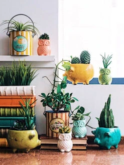 Terra-cotta Pig Planter