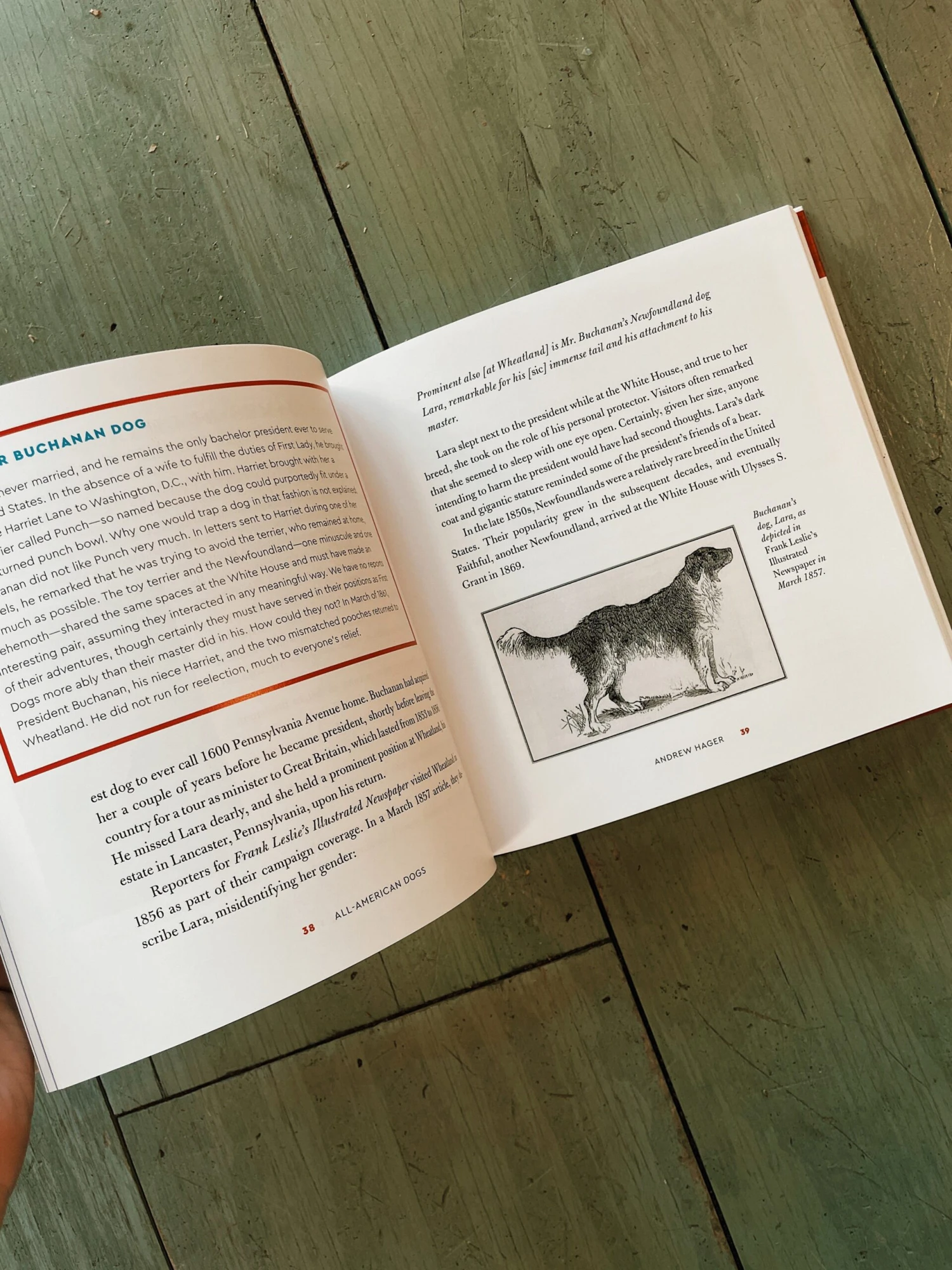 Harper Collins All-American Dogs 2 Harper Collins All-American Dogs - Image 2